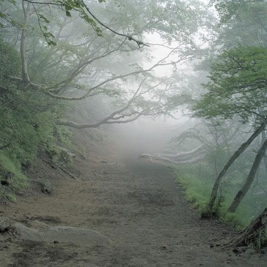Aokigahara - İntihar Ormanı