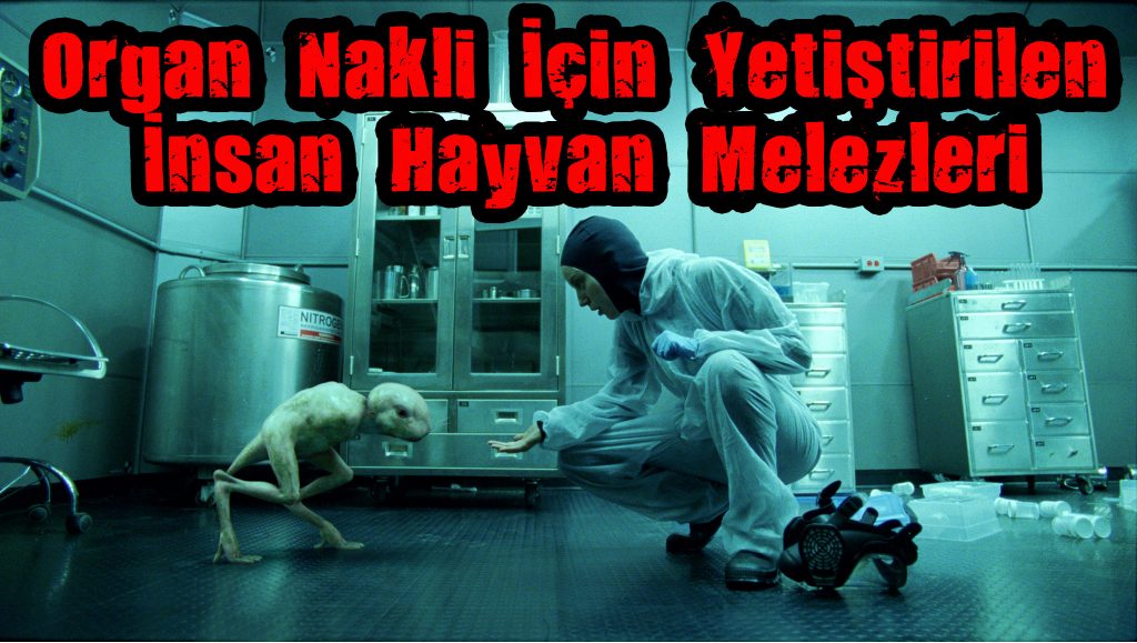 Organ Nakli İçin Yetiştirilen İnsan Hayvan Melezleri